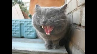 Прикольные коты и кошки. Охота за хвостом. Прикольные коты и кошки. Охота за хвостом.