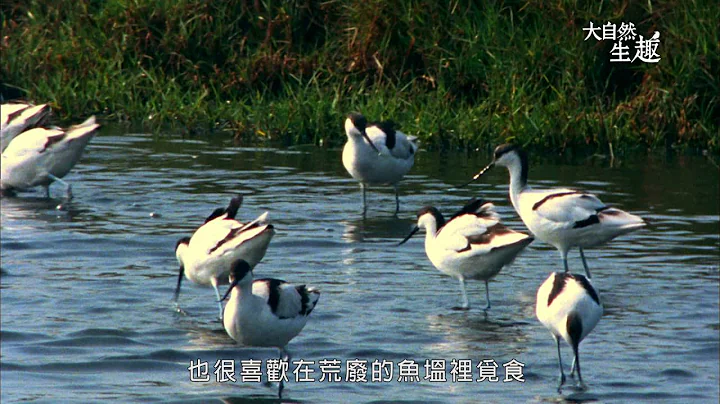 《大自然生趣》 EP23：台灣的冬候鳥(鴴) - 天天要聞