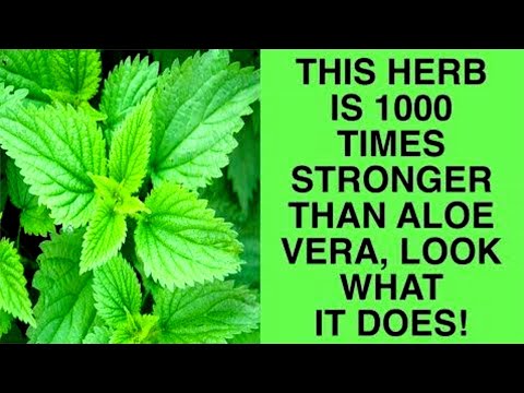 This Herb Is 1000 Times Stronger Than Aloe Vera, See What It Does!