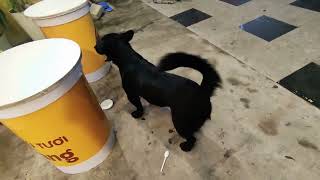 White American Eskimo Dog Feeling High When Petted That Thing | Viral Dog