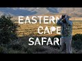 Cape Buffalo Safari and Tour in the Eastern Cape | SUN AFRICA SAFARIS