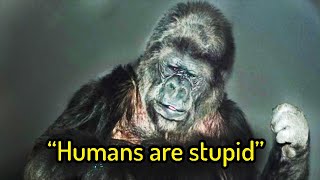 This Gorilla Spoke and Left a Message for Humanity - Koko screenshot 2