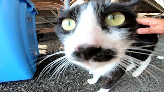 漁港の猫、机の下からモフられに出てきた