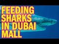 Feeding SHARKS In Dubai Aquarium 2018