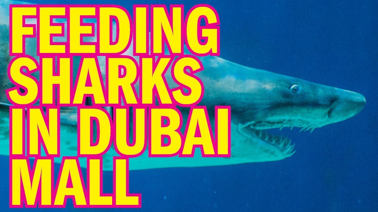 Feeding Sharks In Dubai Aquarium 2018 Youtube