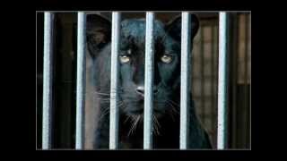 Борис Вайханский - Пантера (Р.М.Рильке) / Der Panther (R.M.Rilke)