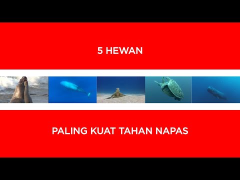 GOKIL! INI 5 HEWAN PALING KUAT TAHAN NAPAS I Top5 Indonesia