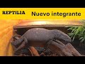 acomodamos el 2do Reptile Room / Tenemos un nuevo integrante en Reptilia