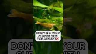 How Often Should I Feed My Freshwater Shrimp?The Best Shrimp Food