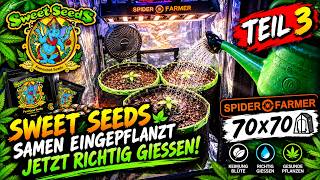 Tag 6 vom Projekt Ebay Grow.