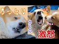 【コーギー子犬】うっとり、ご機嫌だったのに迷惑な計らいで機嫌が悪くなってしまった犬【コーギー】#Shorts
