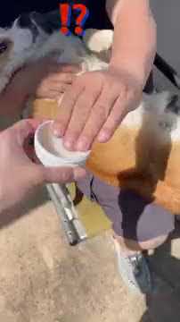 【コーギー子犬】うっとり、ご機嫌だったのに迷惑な計らいで機嫌が惡くなってしまった犬【コーギー】#Shorts