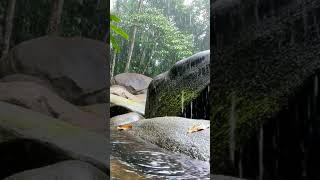 Tropical Rainfall by the Shore | Relaxing Jungle Ambience #rain #jungle #shore