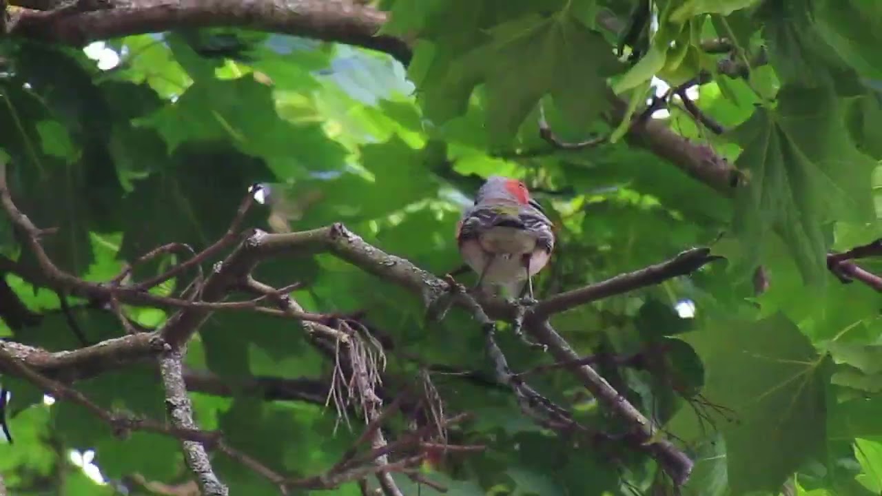 Pěnkava obecná imituje volání budníčka menšího; Chaffinch imitate chiffchaff call