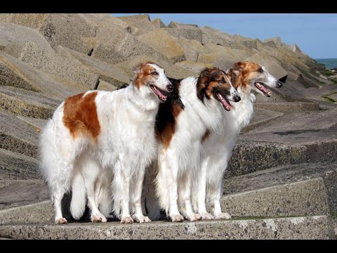 Знакомьтесь - Русская псовая борзая