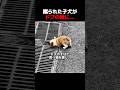 蹴られた子犬がドブの横に...#犬,#保護犬,#捨て犬,#動物救助,#感動,#動物保護,#子犬,#かわいい犬,#泣ける,#動物虐待,#ペット,#犬のいる暮らし,#保護活動,#感動する話,#命の大切さ,