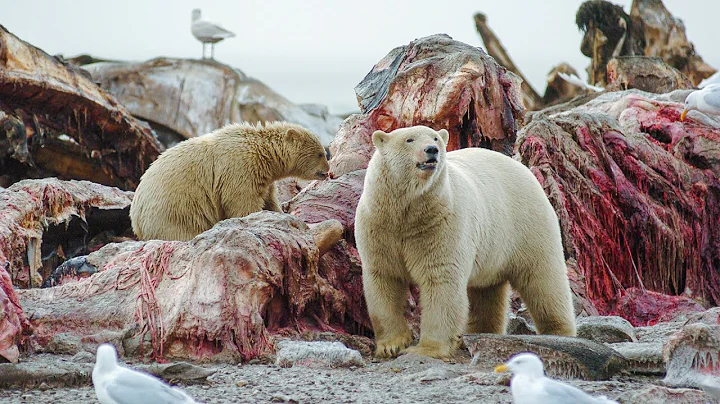 What do polar cubs eat? (2023)