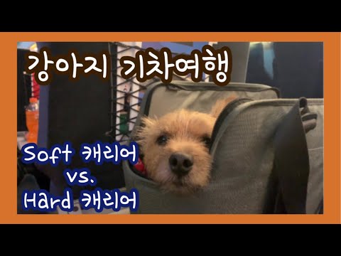 반려견 키울 때 이동장/하드켄넬이 필수품인 이유 (이동가방/소프트케이지 비교)