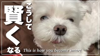 コレが愛犬が賢くなった方法です。 by マルチーズのナナ 11,638 views 3 days ago 4 minutes, 42 seconds