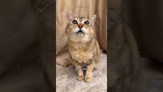 Kucing Tole-Tole Disiksa? Yuk Cek Faktanya! 🐱