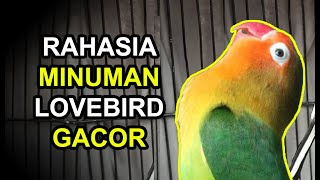 RAHASIA Minuman Burung LOVEBIRD Biar NGEKEK Panjang dan GACOR Tiap Hari! screenshot 4