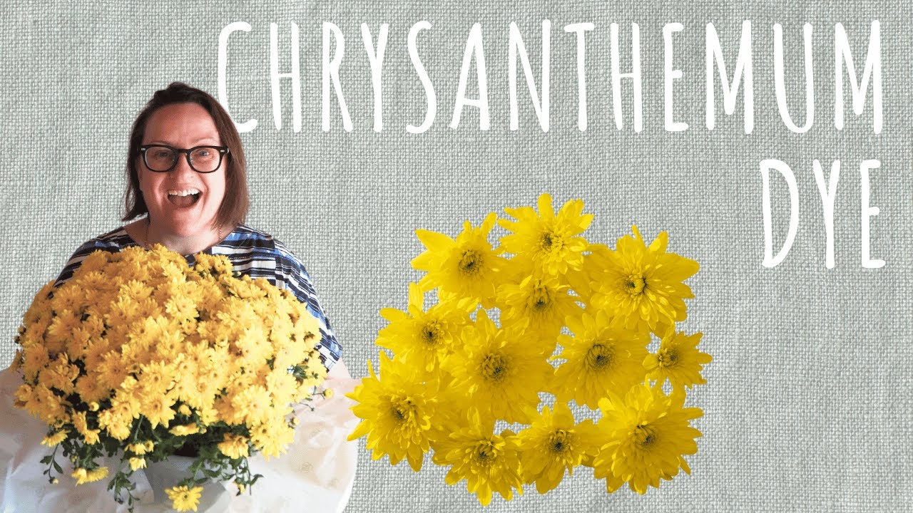 Can I DYE FABRIC with CHRYSANTHEMUM Flowers and MARIGOLD Petals? - YouTube