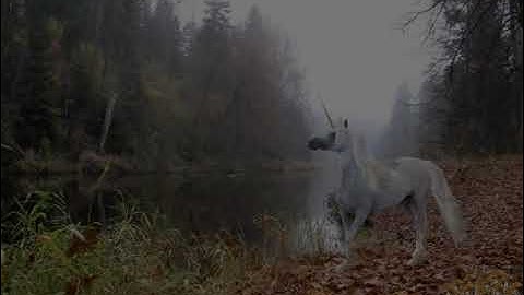 Autumn Forest Escape Walkthrough Video