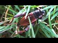 Field cricket crawling   running  jumping in grass