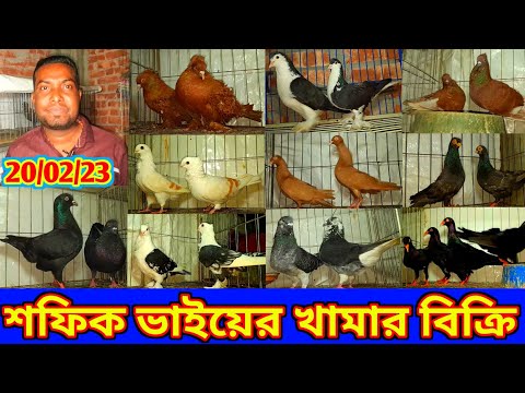 ভালো মানের ফেন্সি কবুতর কিনুন ডেনিশ কবুতরের দাম জানুন লাহরি কবুতর কিনুন
