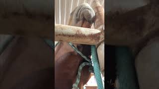Horse Dramatically Reacts to Her Jaw's Scratch Cleaning