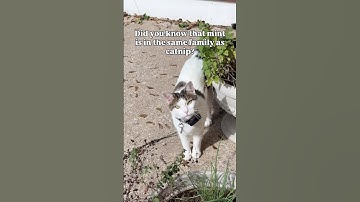 Cats like mint too