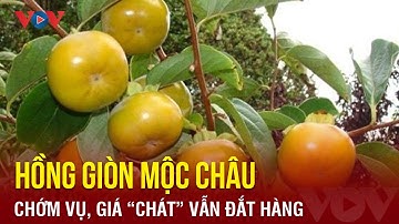 Hồng giòn Mộc Châu chớm vụ, giá “chát” vẫn đắt hàng | Báo Điện tử VOV
