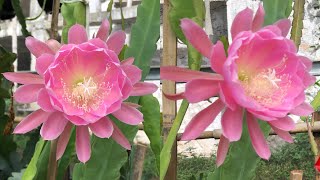 Menakjubkan, wijayakusuma pink | Epiphyllum Incredible