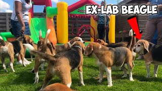 Ex-Lab BEAGLE Gets His FIRST SURPRISE PARTY!