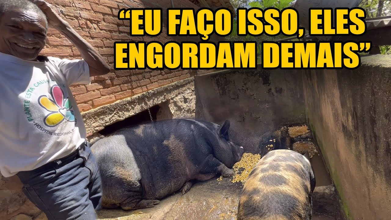 João Porco esta ligando EX LIGADO John Pork está ligando Explicado Nº  Nukerz - 283K views 3 weeks ago - iFunny Brazil