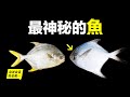 為什麼買不到活著的鯧魚？從家常海鮮，到神秘魚類，為什麼買鯧魚就像買彩票一樣？它們還和食人魚有關？到底誰才是真正的鯧魚？這是一個美味又神秘的故事……|自說自話的總裁