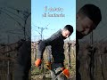 Cosa uso per POTARE il VIGNETO