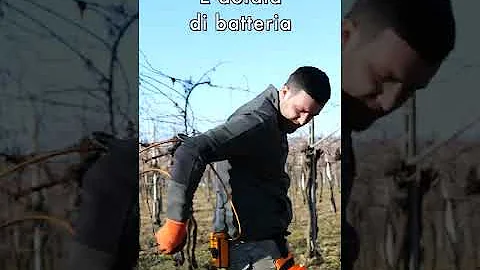 Cosa si fa in vigna?