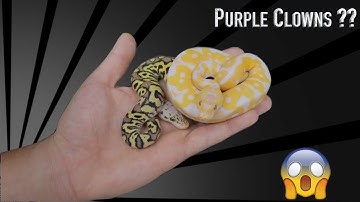 The HOLY GRAIL Of ALL Ball Pythons || Lavender Clowns