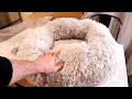 Calming Dog 24 Inch Calming Dog Bed Review