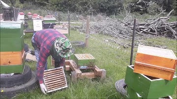 Warre Hive, Tips, Tricks, Inspection And Harvest. 😎