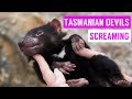 Cute Tasmanian Devil Screaming and Growling Compilation 2017