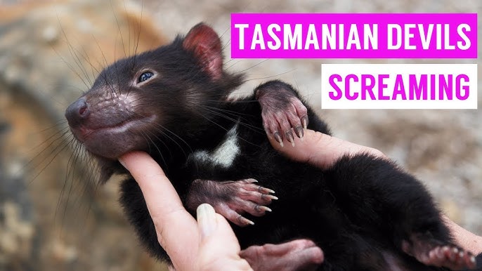 WWF_Australia on X: Say hello to the Tasmanian devil! Did you