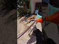 Mafia Dog Catch Ek Hi Jaga Chaar #viral #shorts #short #shortsfeed