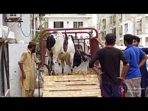 HEAVY COW 🐄