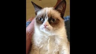 Смешные коты и кошки! 2018 Июнь! Коты приколы! Смешные коты и кошки! 2018 Июнь! Коты приколы!