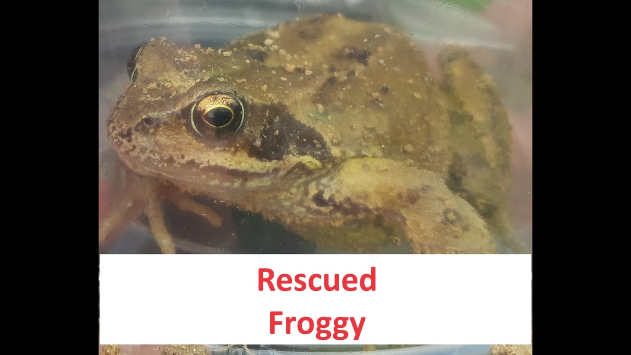 Rescued Frog Froggy Found in my Garden and Released into Pond PLEASE ...