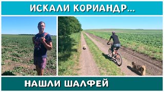 ВЕЛОТУР В ПОИСКАХ КОРИАНДРА