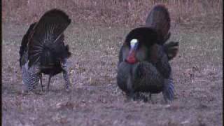 Wild Turkeys Displaying for the ladies!