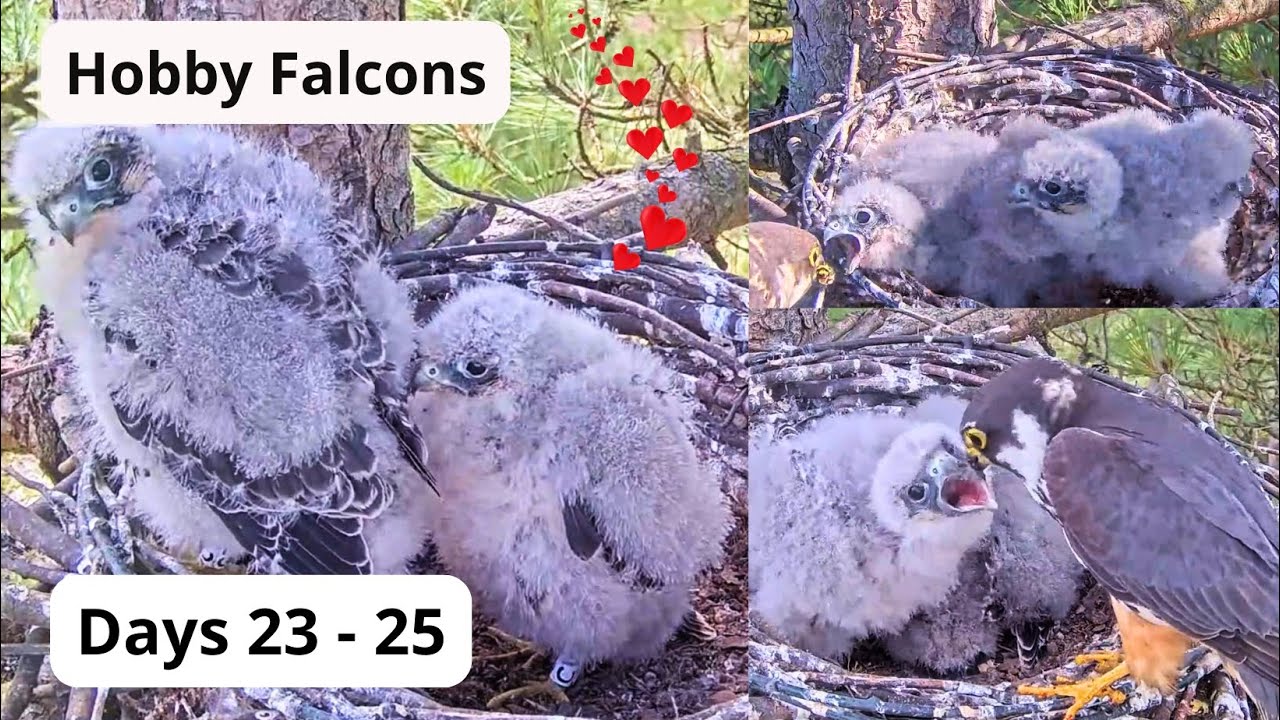 Hobby Falcons DAYS 23 - 25. Wingers, Funny Food Fights😂 & Beaky Kisses😘